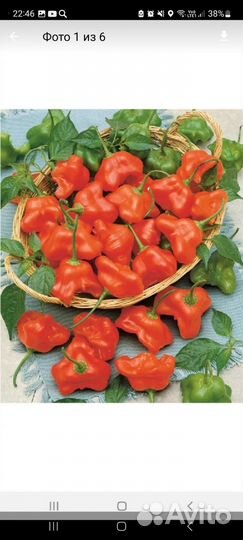 Лук Аллиум декоративный