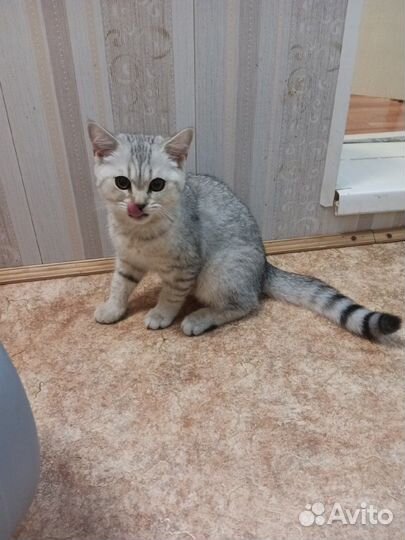 Шотландская кошка