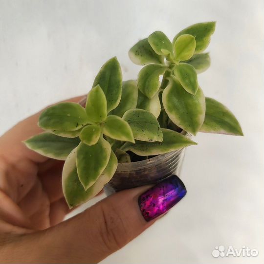 Комнатные цветы