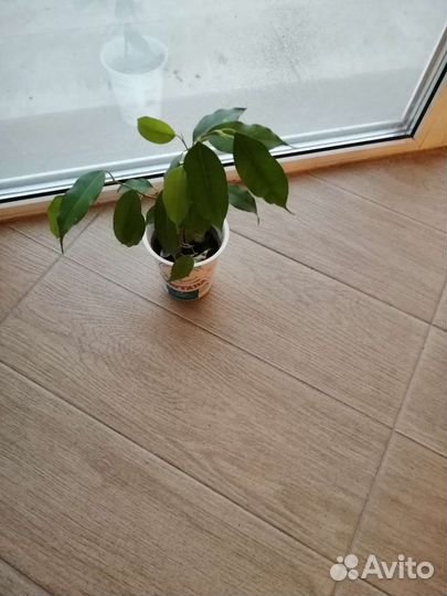 Гиппеаструм, амараллис, фикус бенджамина