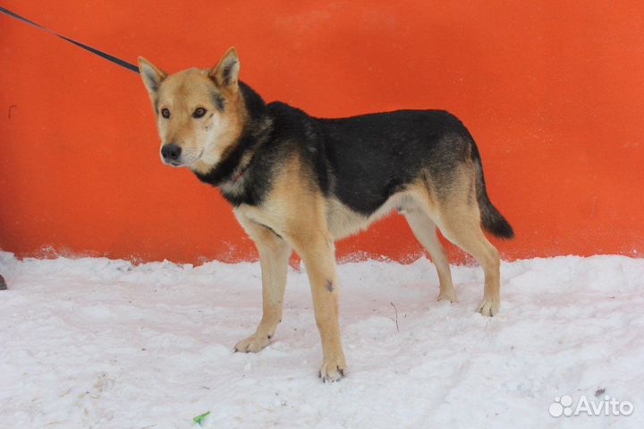 Феникс-добрый, самый лучший песик ищет дом