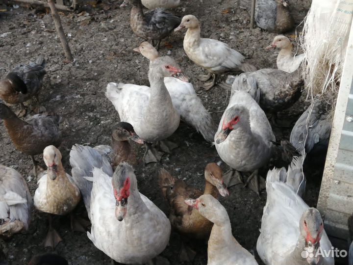 Мускусные утки