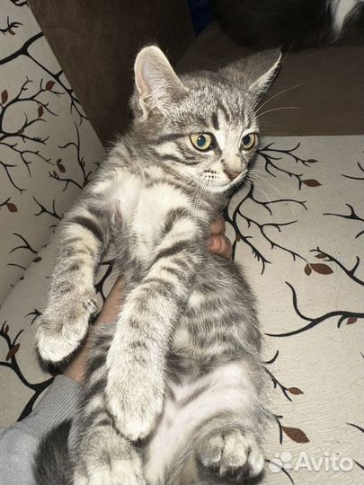 Кошка в дар бесплатно