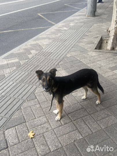 Нашла собачку-потеряшку