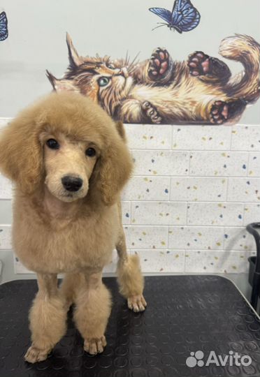 Грумер (линька, стрижка собаки, кошки)