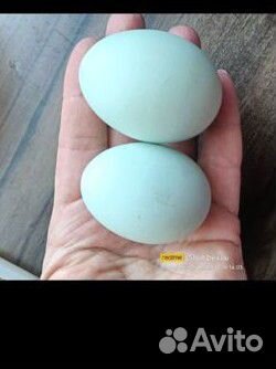 Цыплята ухейилюй суточные