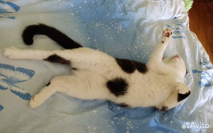 Молодой котик