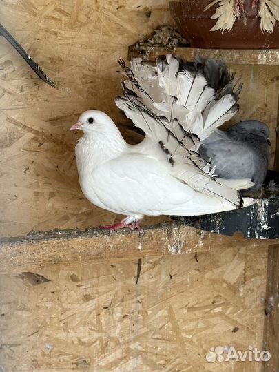 Голуби павлины
