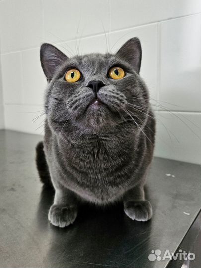 Британский кот