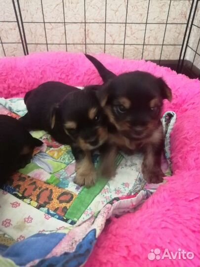 Йоркширский терьер щенки девочки mini