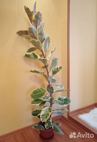 Фикус Эластика 
