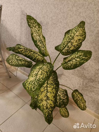 Диффенбахия