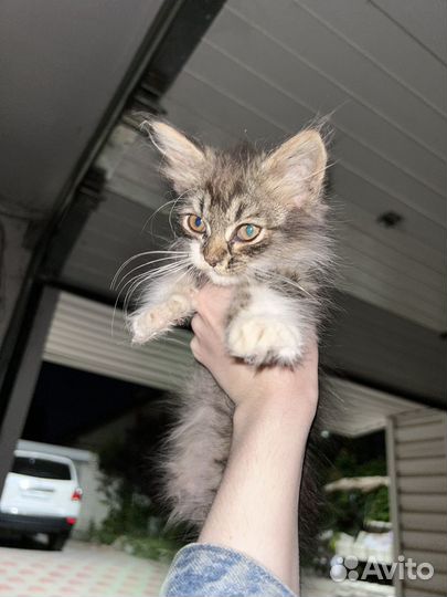 Найден котенок / найден кот