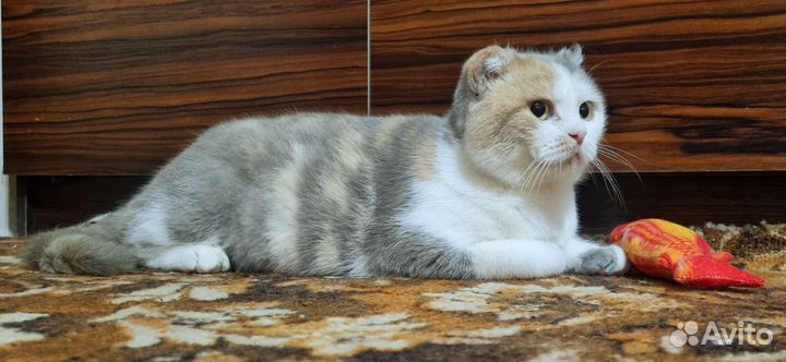 Кошечка Луна