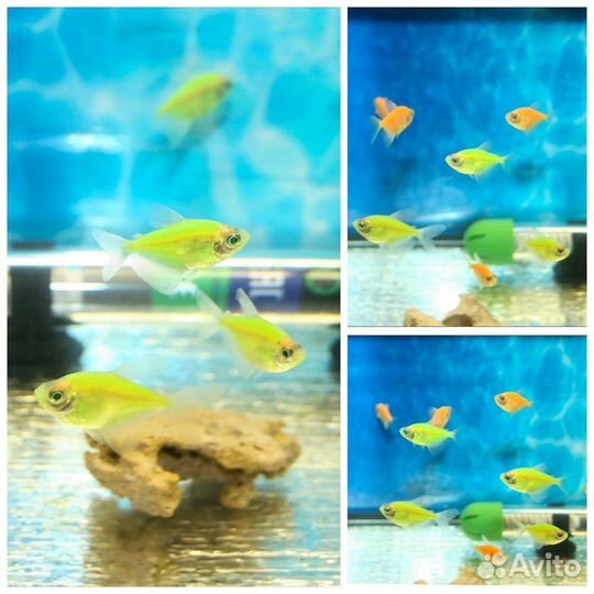 Аквариумная рыба