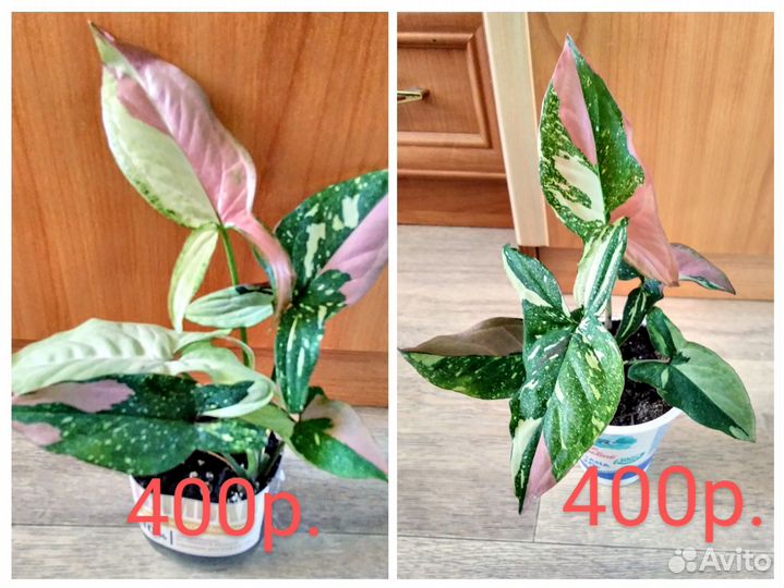 Филодендрон Сингониум