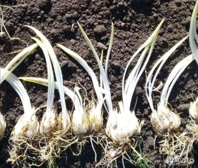 Лилия садовая, луковицы