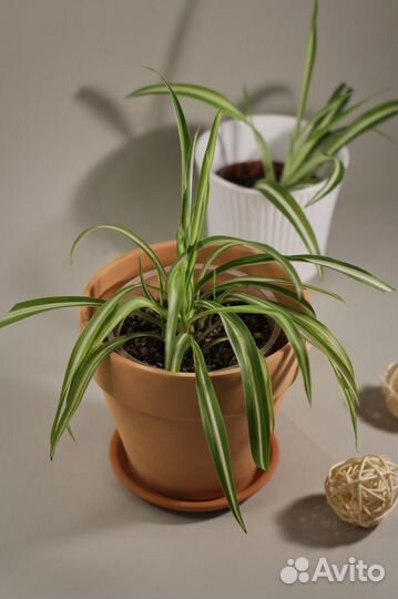 Хлорофитум кудрявый