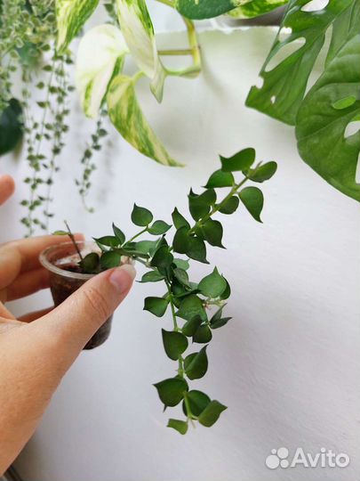 Дисхидия русифолия вар, нумулярия вар, клейстанта