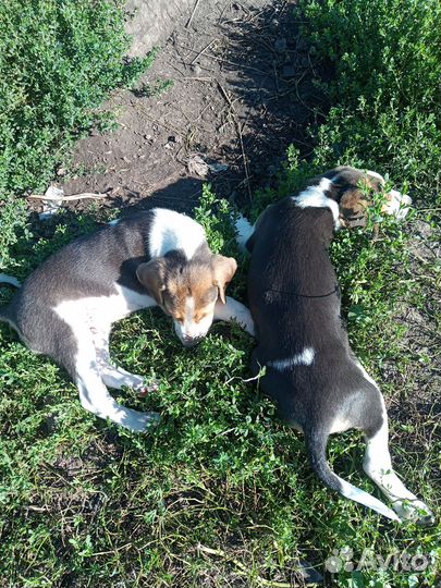 Щенки русской пегой гончей