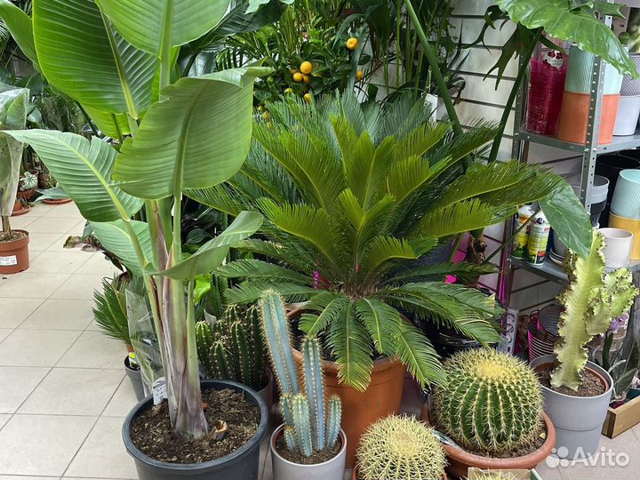 Пальма спатифиллум кактус драцена