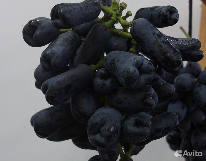 Виноград хэллоуин и аватар и др