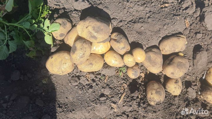 Продам картофель