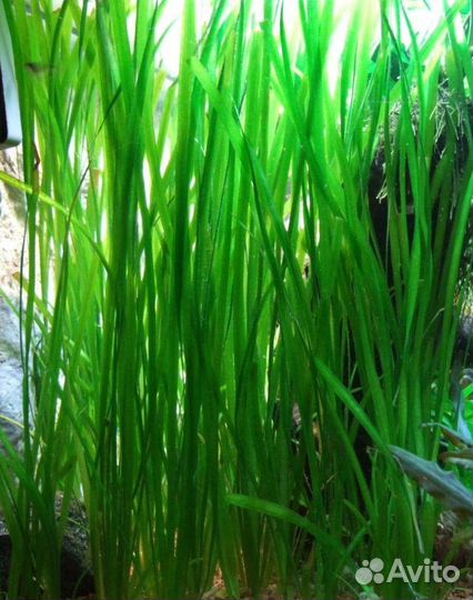 Валлиснерия, роголистник, анциструсы сомики