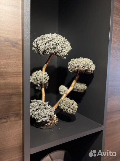 Живое дерево