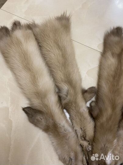 Шкурка куницы