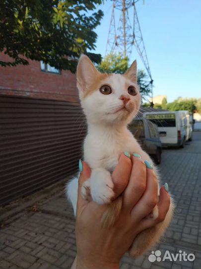 Котёнок ищет семью