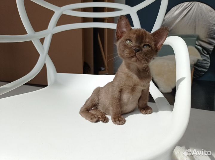 Бурманские котята