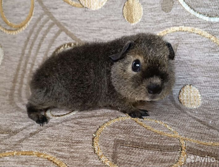 Морские свинки