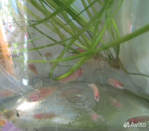 Цихлиды мальки отдам