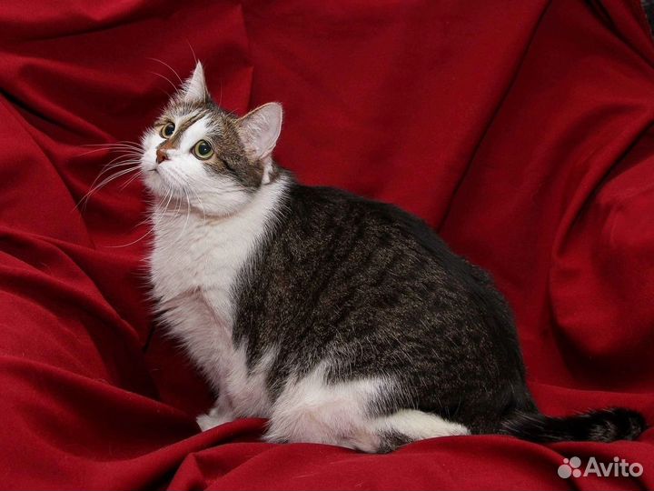 Кошка ищет дом