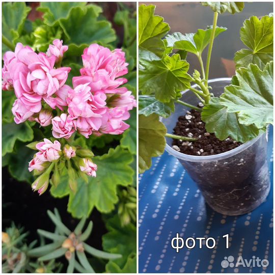 Герань пеларгония