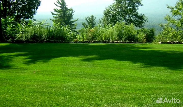 Семена газона оптом. Посев трав