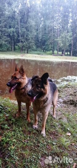 Немецкая овчарка щенки