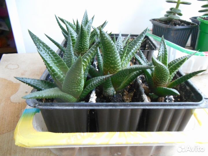 Суккуленты хавортия лимолистная комнатное растение