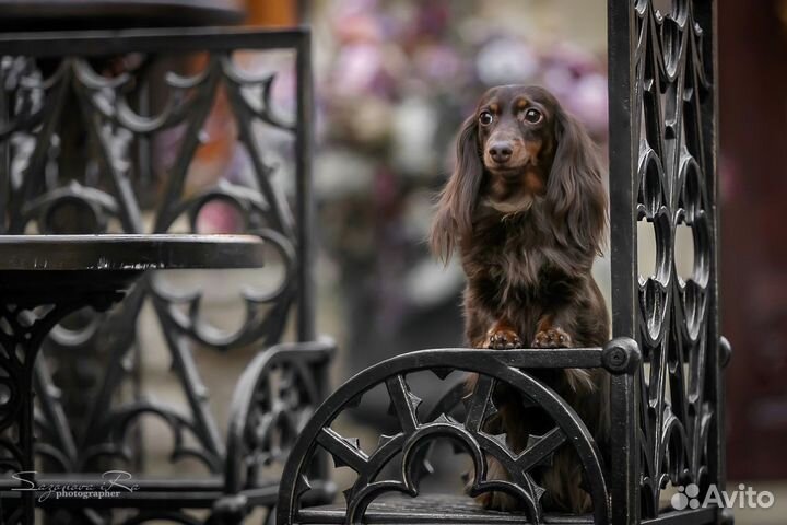 Такса кроличья/мини длинношерстная