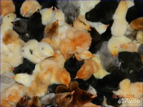 Цыплята несушки