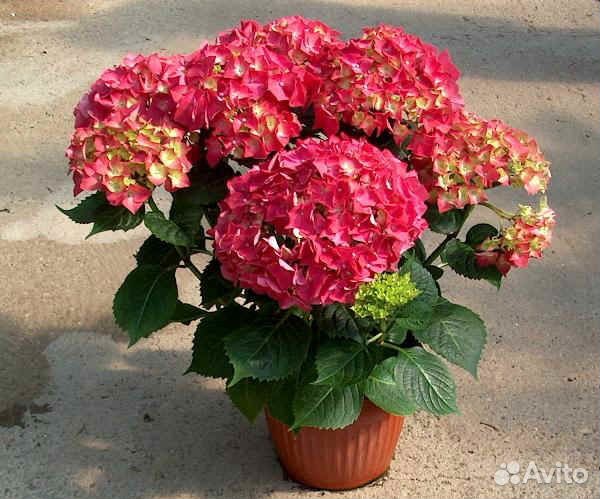 Гортензия крупнолистная