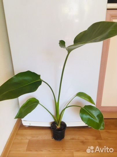 Аглаонема Стрелиция Филодендрон Антуриум