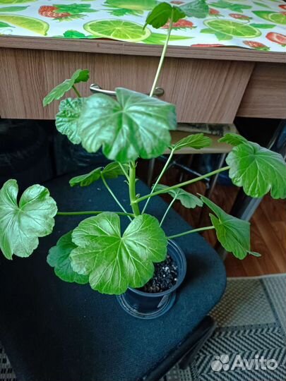 Традесканция