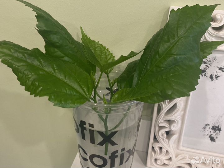 Черенки гибискуса, каллизии, плюща