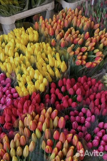 Тюльпаны крупные с доставкой опт/ розница