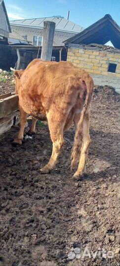 Корова на мясо