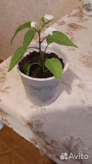 Острый комнатный перец, семена почтой