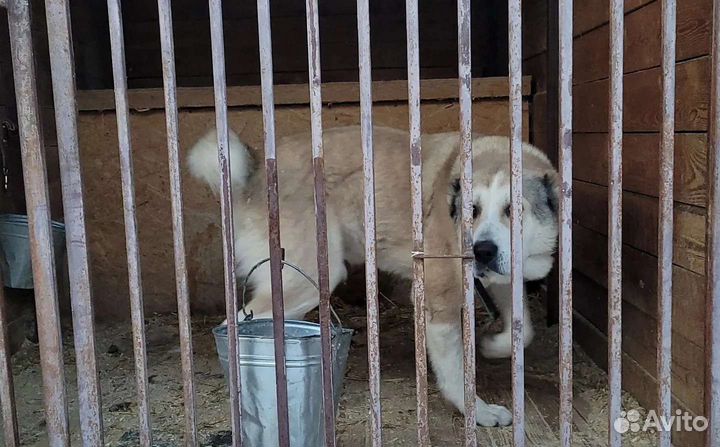 Алабаю тесно в приюте