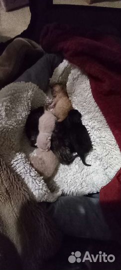 Котята в добрые руки бесплатно